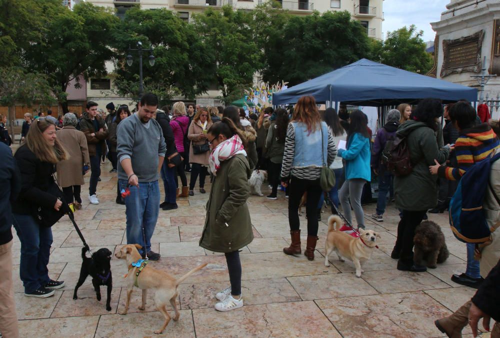 Pasarela Navideña canina en la Merced