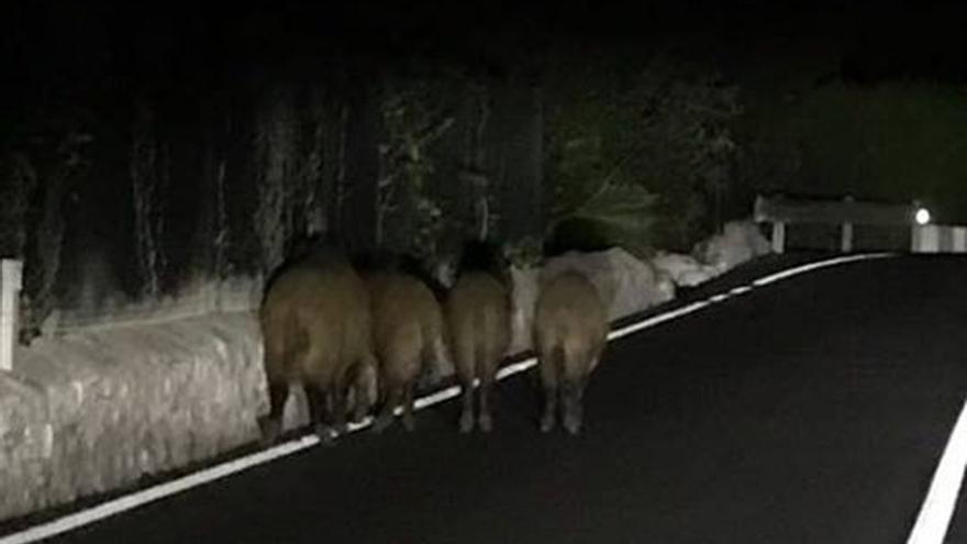 Jabalíes en una carretera de Dénia