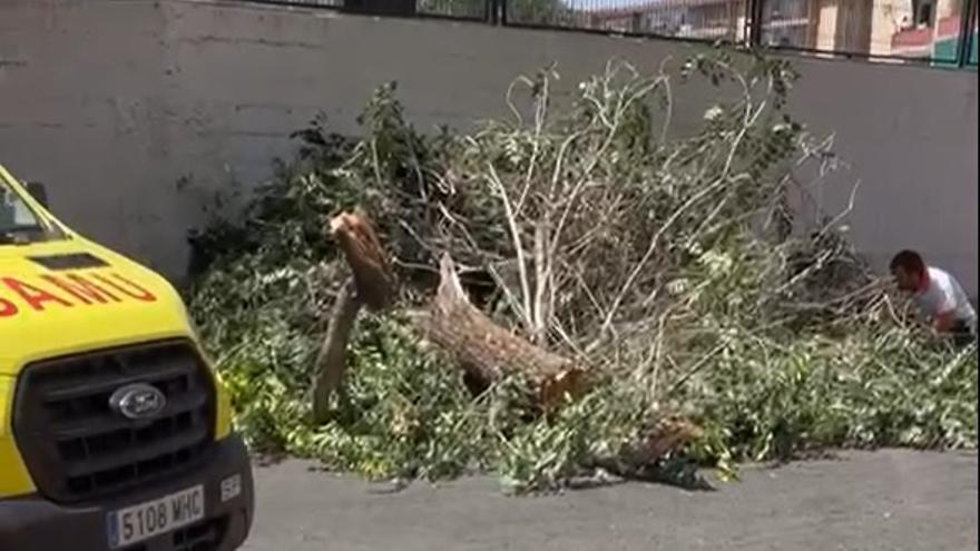 Un herido al caerle una rama grande cuando iba por una acera en Alicante