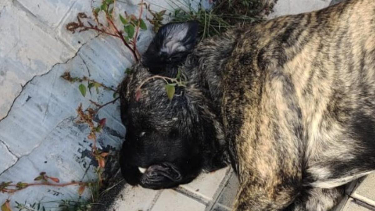 El perro que atacó fue abatido por un agente.