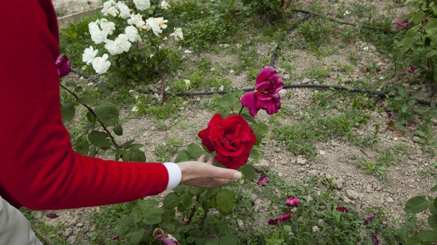 Un renovado oasis botánico