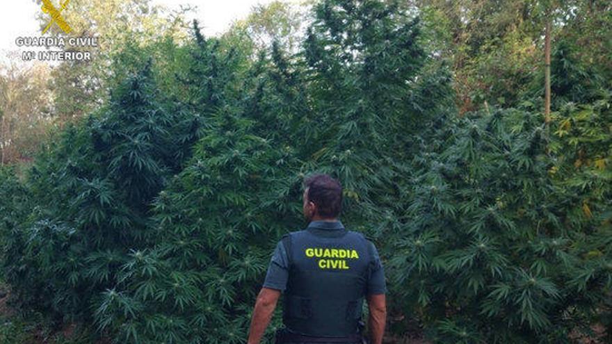 Un agent a la plantació de marihuana descoberta a Sant Mori.