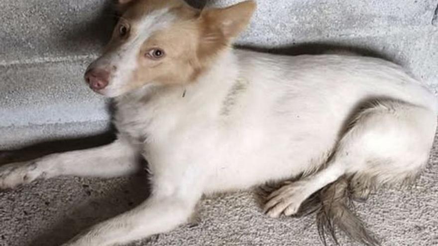 El perro Kiko. | FdV