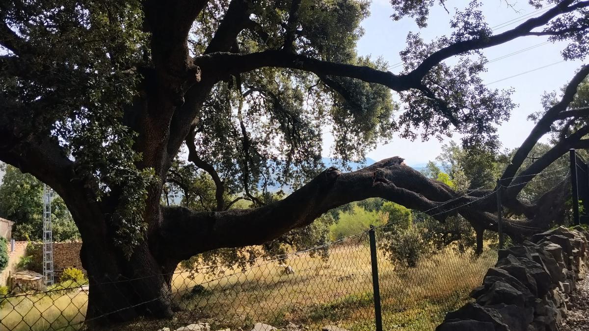 Una de las ramas principales de la carrasca monumental de Culla ha aparecido fracturada.