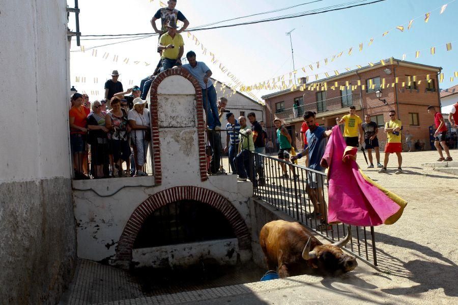 Fiestas en Zamora: Encierro en Venialbo