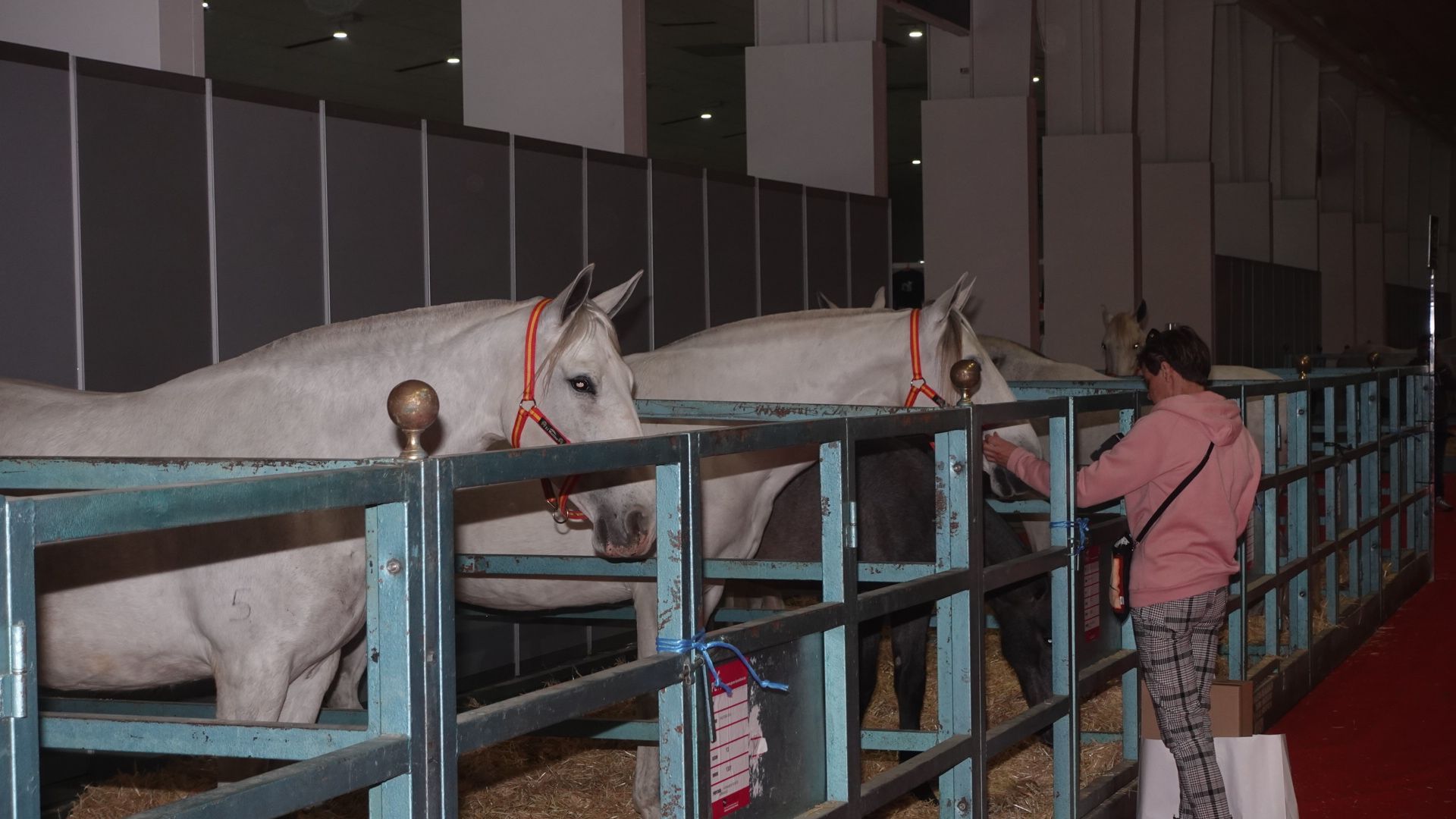 Feria del caballo de Torre Pacheco