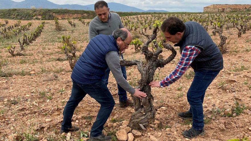 Enólogos de Bodegas Aragonesas en una de las vides