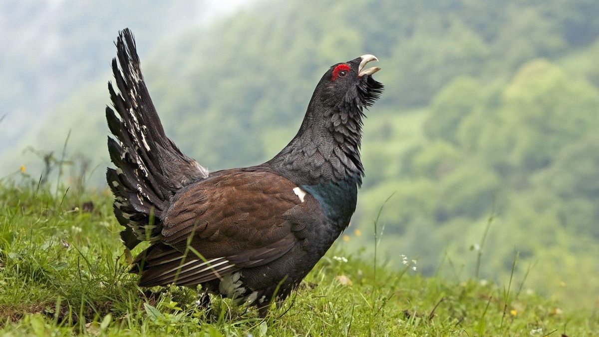 Macho de urogallo.
