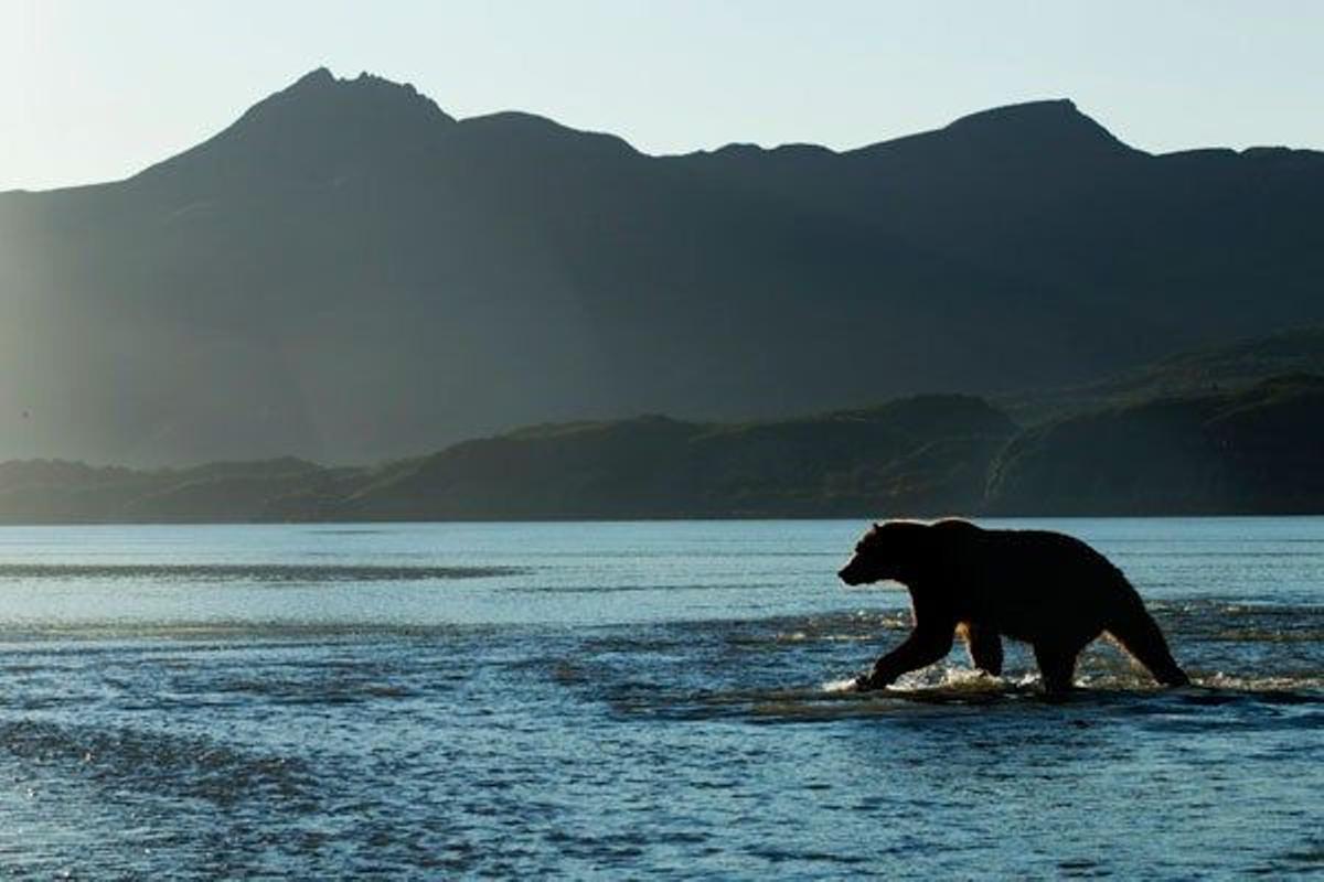 Un oso Grizzly intenta cazar un salmón en la bahía de Kukak en el Parque Nacional de Katmai.