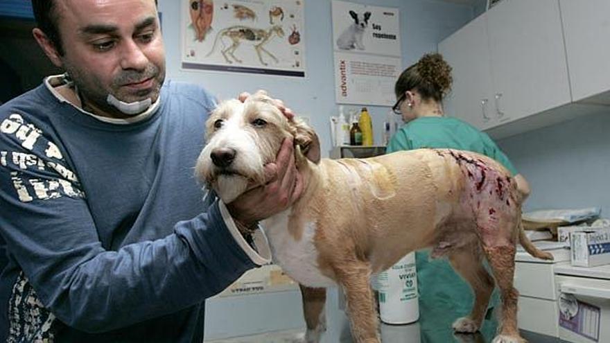 Miguel Ángel P.D., con su perro herido en una clínica veterinaria, ayer.
