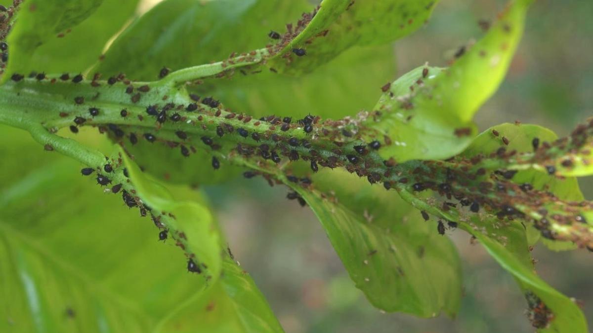 Planta atacada por una plaga