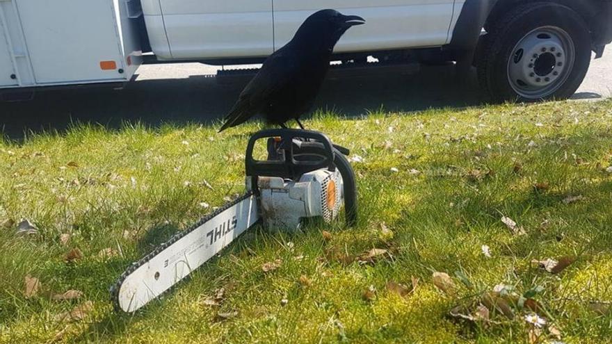 Un cuervo agresivo tiene aterrorizados a los carteros de Vancouver