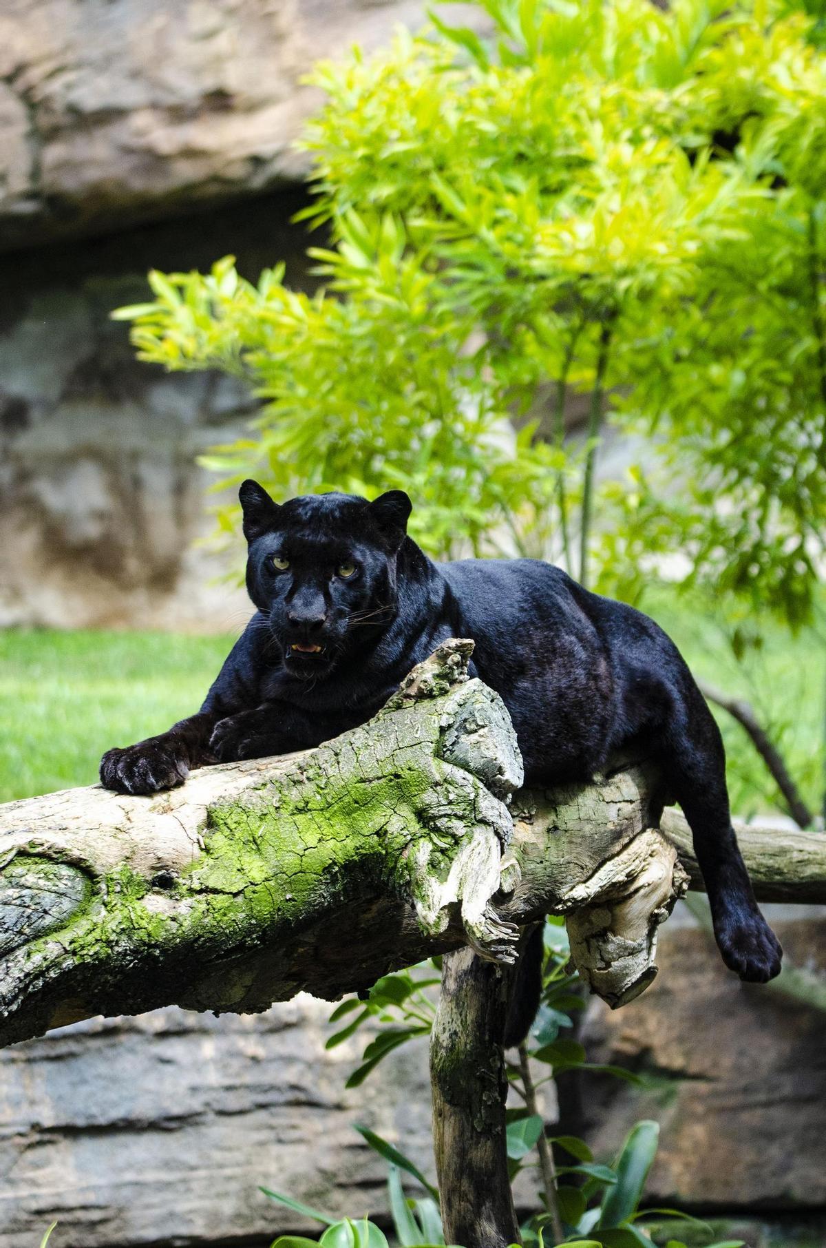 Mamba, la hembra de leopardo negro de Bioparc.