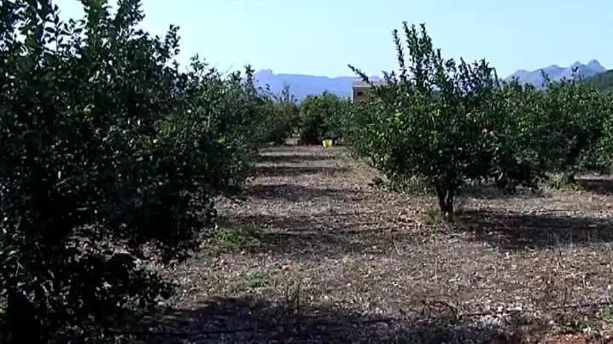 Muere un hombre atacado por cinco perros en Alicante