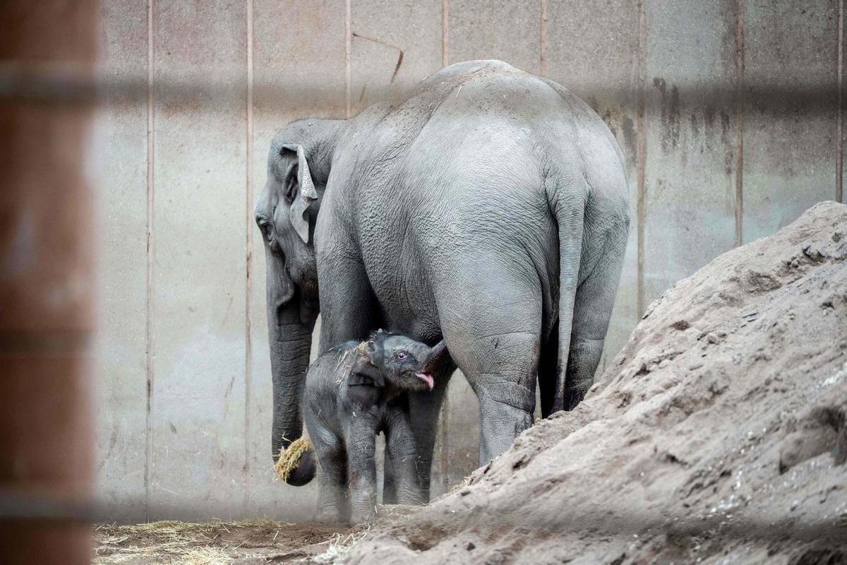 Una cría de elefante recién nacida pasea el zoo de Copenhague