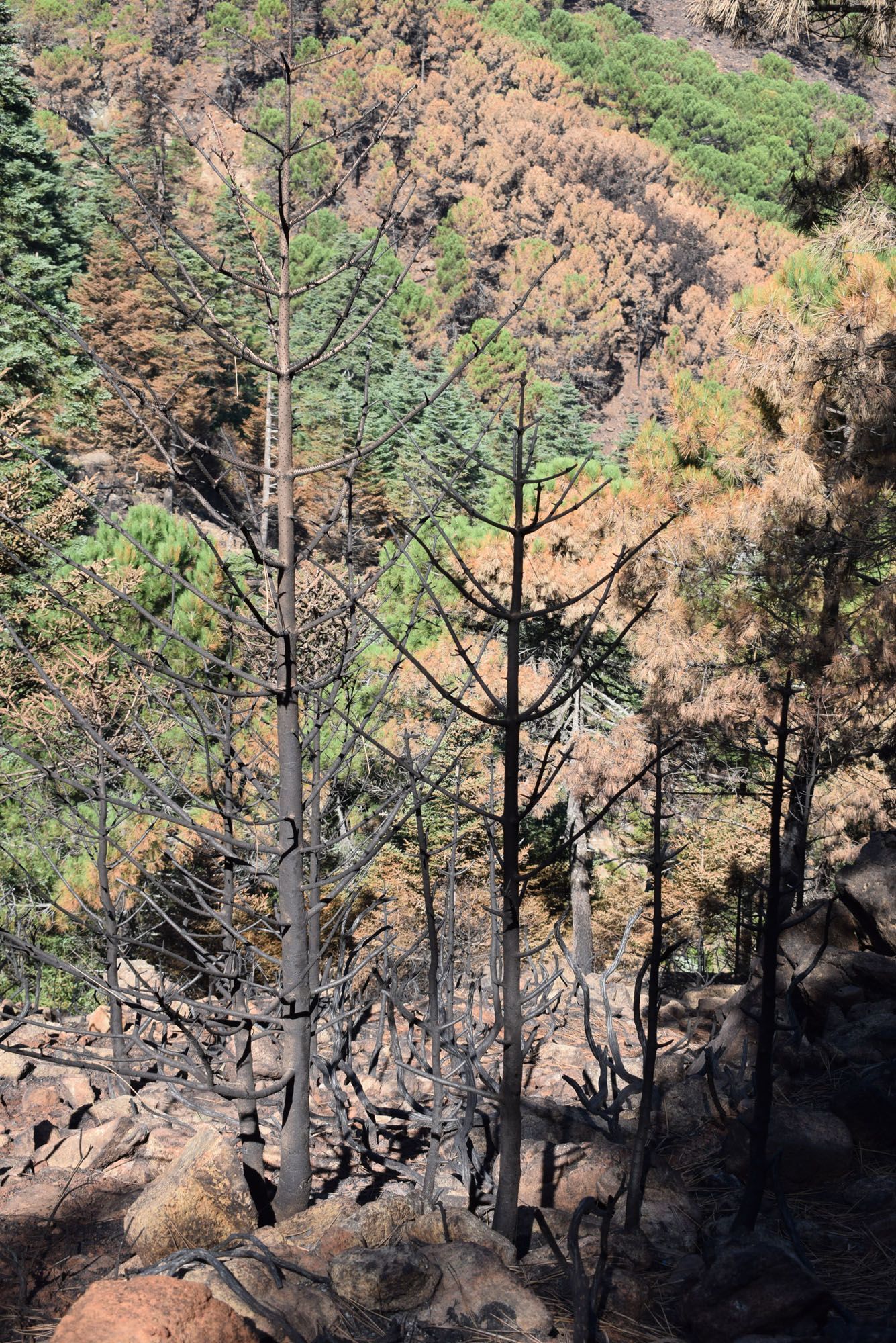 Pinsapos afectados por el incendio de Sierra Bermeja