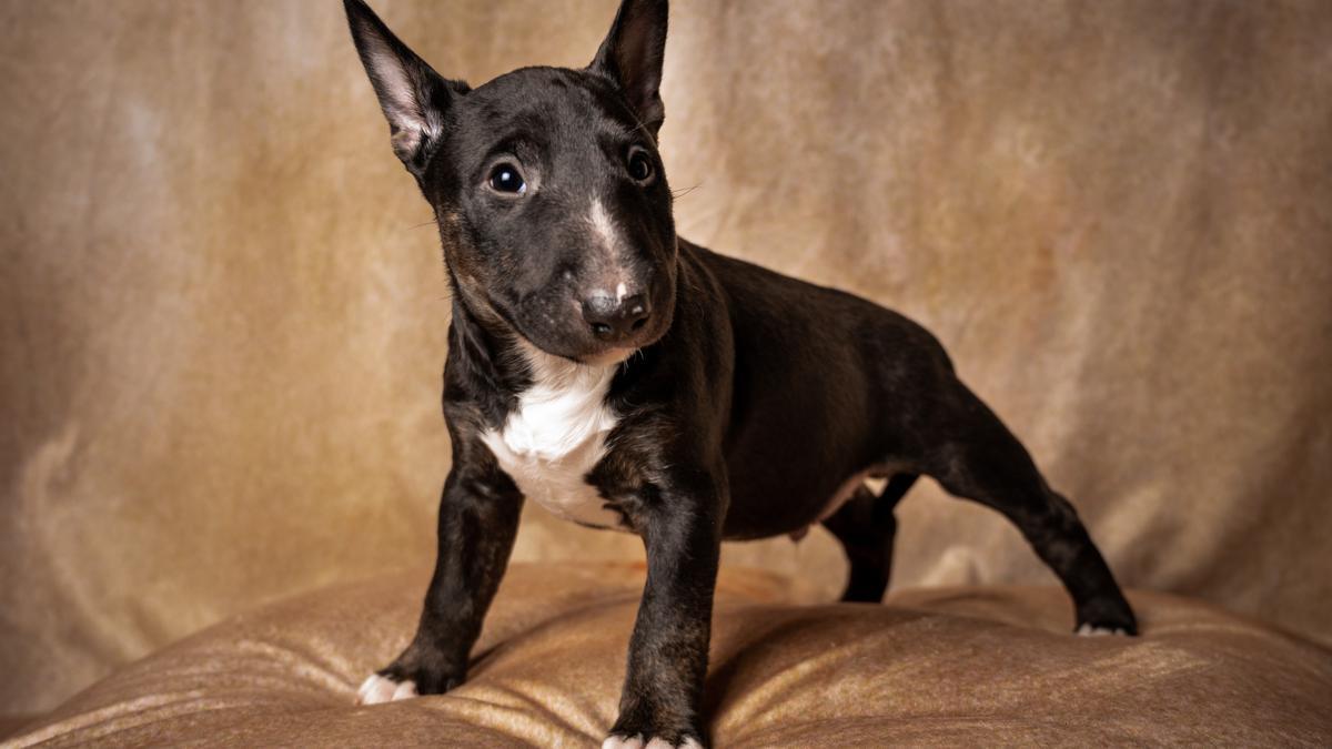 Bull Terrier Miniatura: una de las razas de perros pequeños más feos del mundo