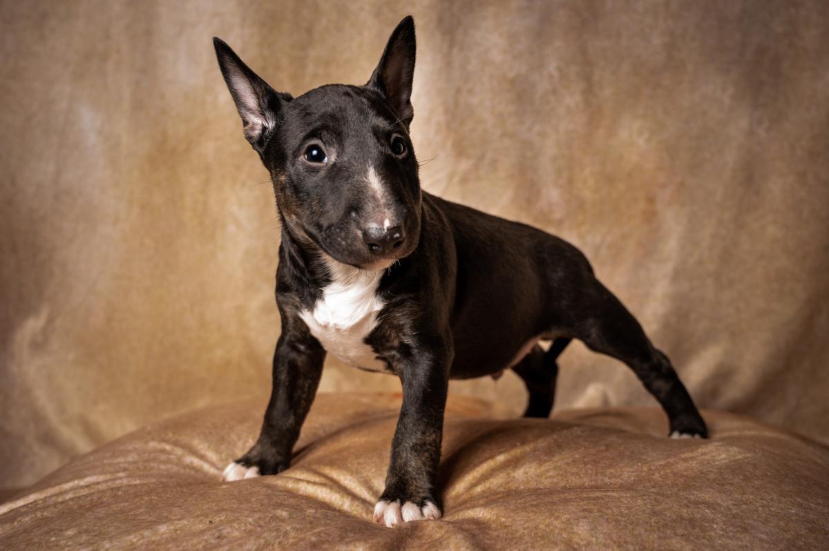 Bull Terrier Miniatura: una de las razas de perros pequeños más feos del mundo