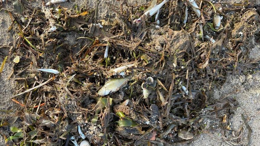 Cientos de peces muertos aparecen a orillas del Mar Menor