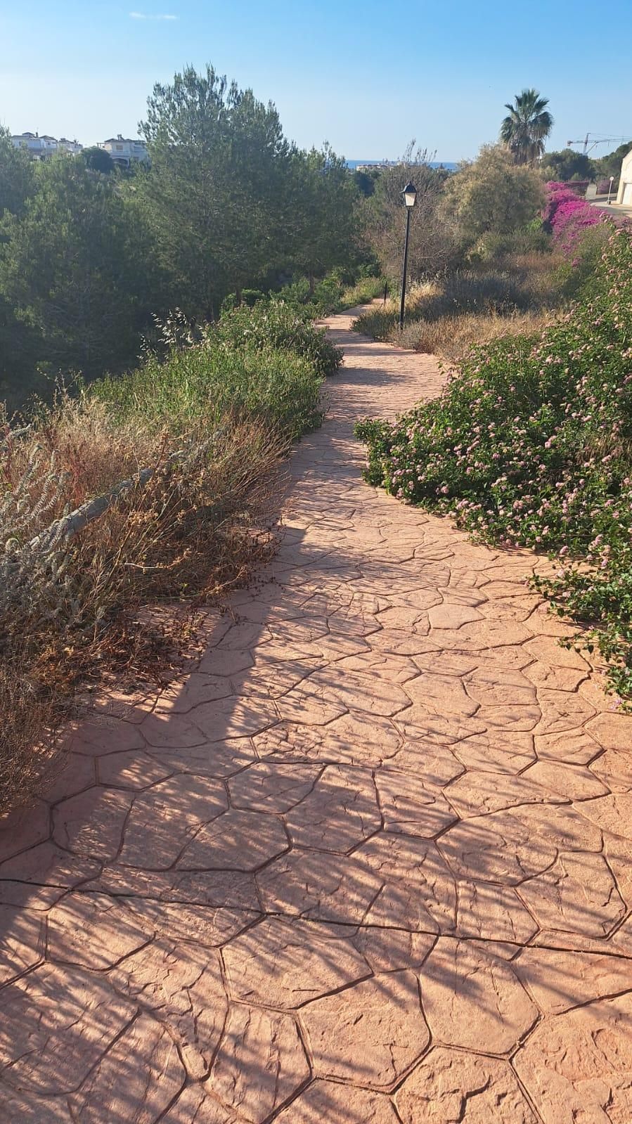 Una jungla sobre el asfalto de Orihuela Costa