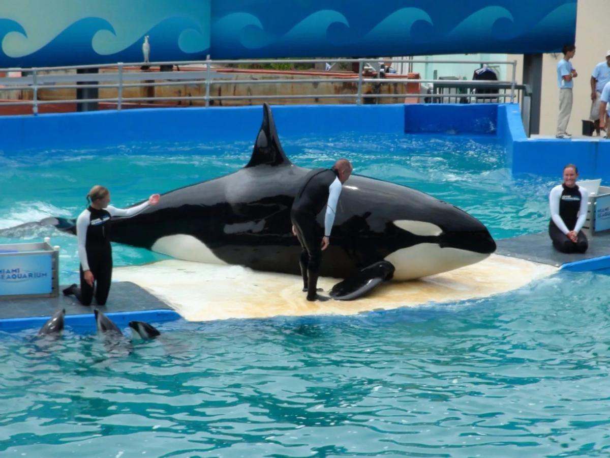 La orca 'Lolita' en plena actuación en el acuario de EEUU