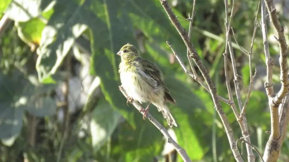 Imagen de archivo de un verdecillo.