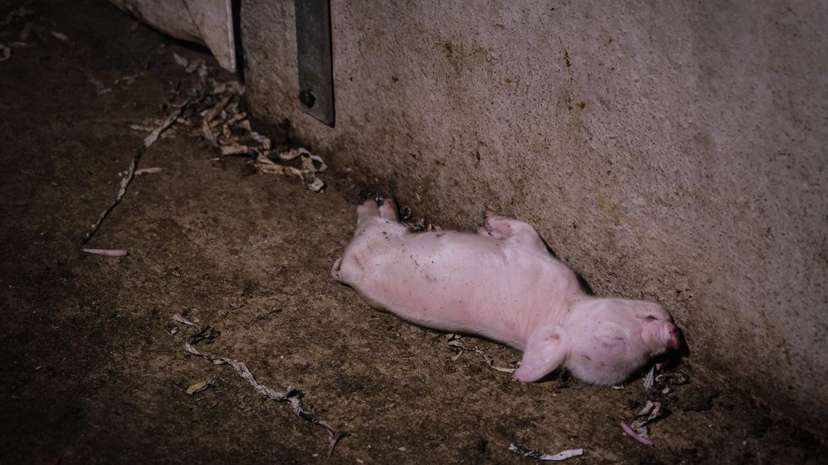 El cadáver de un lechón, en medio de una de las salas de la granja de Cefusa