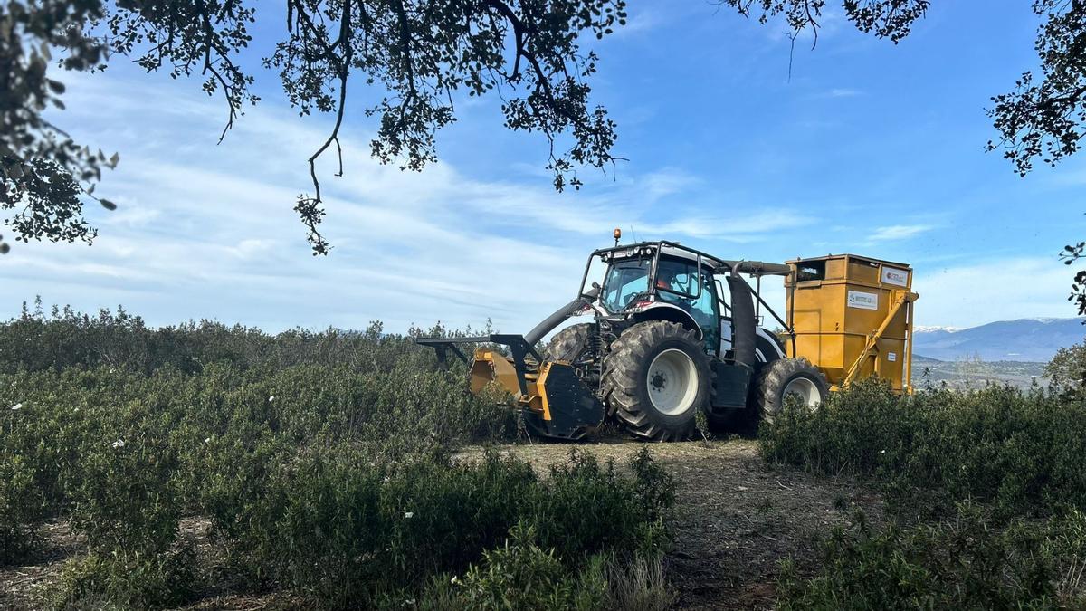 Imagen de jara negra o pringosa en la sierra norte de la Comunidad de Madrid.