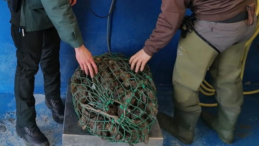 Decomisados casi 50 kilos de ostras que habían sido extraídas ilegalmente en Mugardos