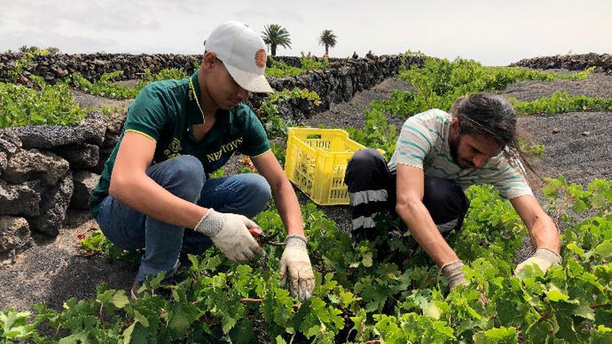 Dos viticultores en la Geria de Lanzarote; arriba Tuit de Donald Trump en el que canta victoria tras la decisión de la OCDE.