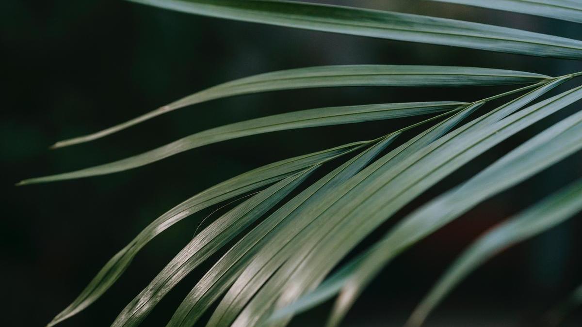 La kentia es una de las plantas de interior más grandes que puedes tener en casa.