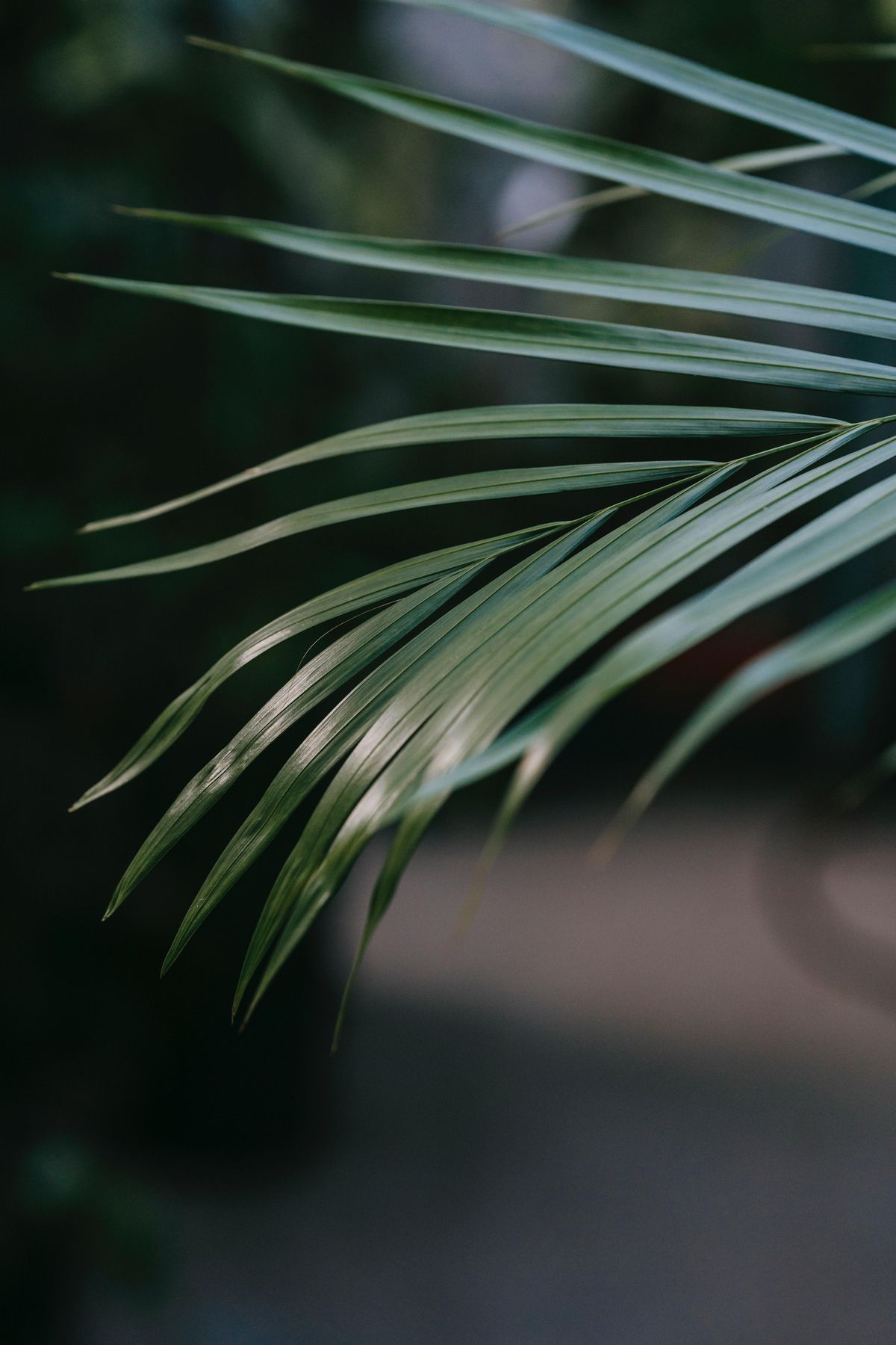 La kentia es una de las plantas de interior más grandes que puedes tener en casa.