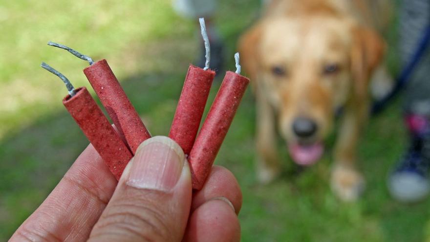 Cómo evitar que tu perro se ponga de los nervios con los petardos de Magdalena y Fallas