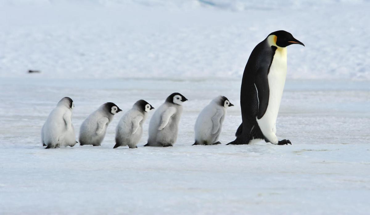Una familia de pingüinos en la Antártida.