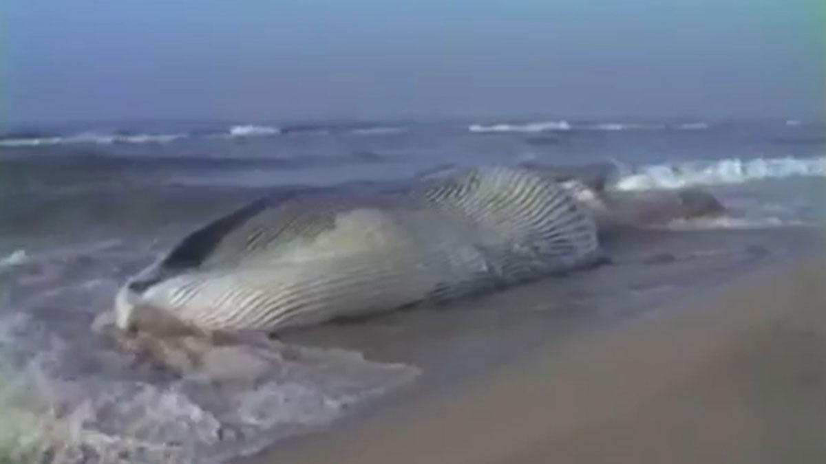 Llegada de una ballena a la playa de El Prat en 1983