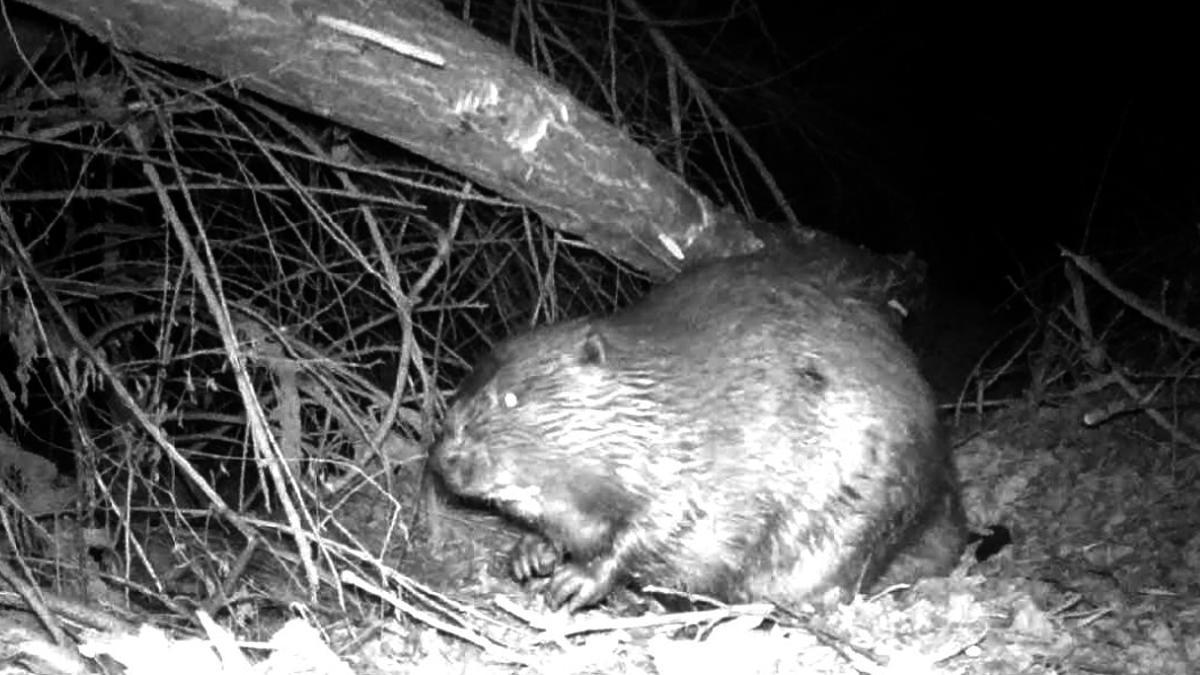 Vídeo de un castor asustado cerca de Zaragoza en horario nocturno