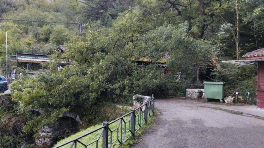 Susto en Covadonga al caer una gigantesca rama de un roble sobre el puente del río Reinazo