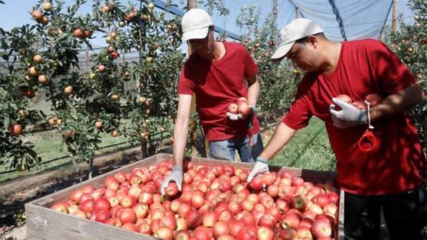 Dos treballadors recollint pomes als camps de Mas Badia, a Canet de la Tallada.