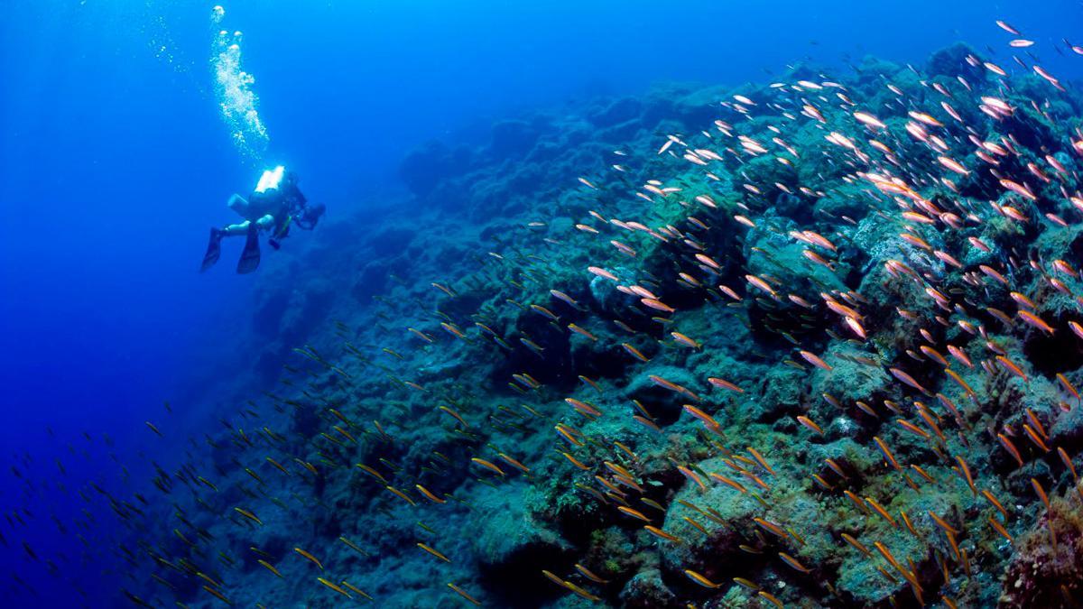 Imagen de un buzo en una zona del delta lávico ocupado por un generoso banco de peces.