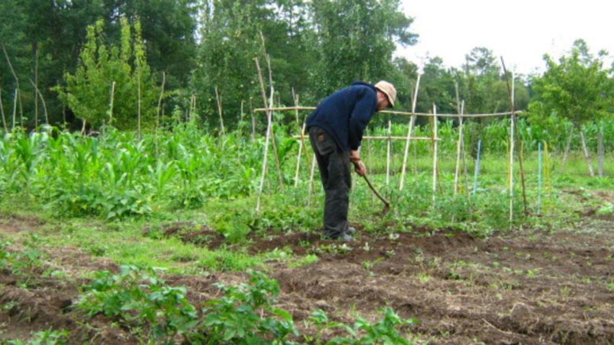 Huerta ecológica en Salvaterra do Miño. |   // LA OPINIÓN