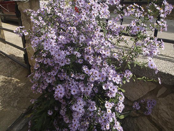 Flors. Encara que ja hagi arribat la tardor, el bon temps fa que les plantes continuïn en plena floració i omplin els jardins d’alegria