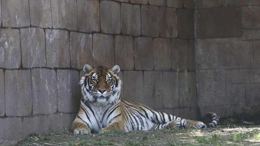 El Zoo de Córdoba reabre el viernes pero sólo en horario de mañana