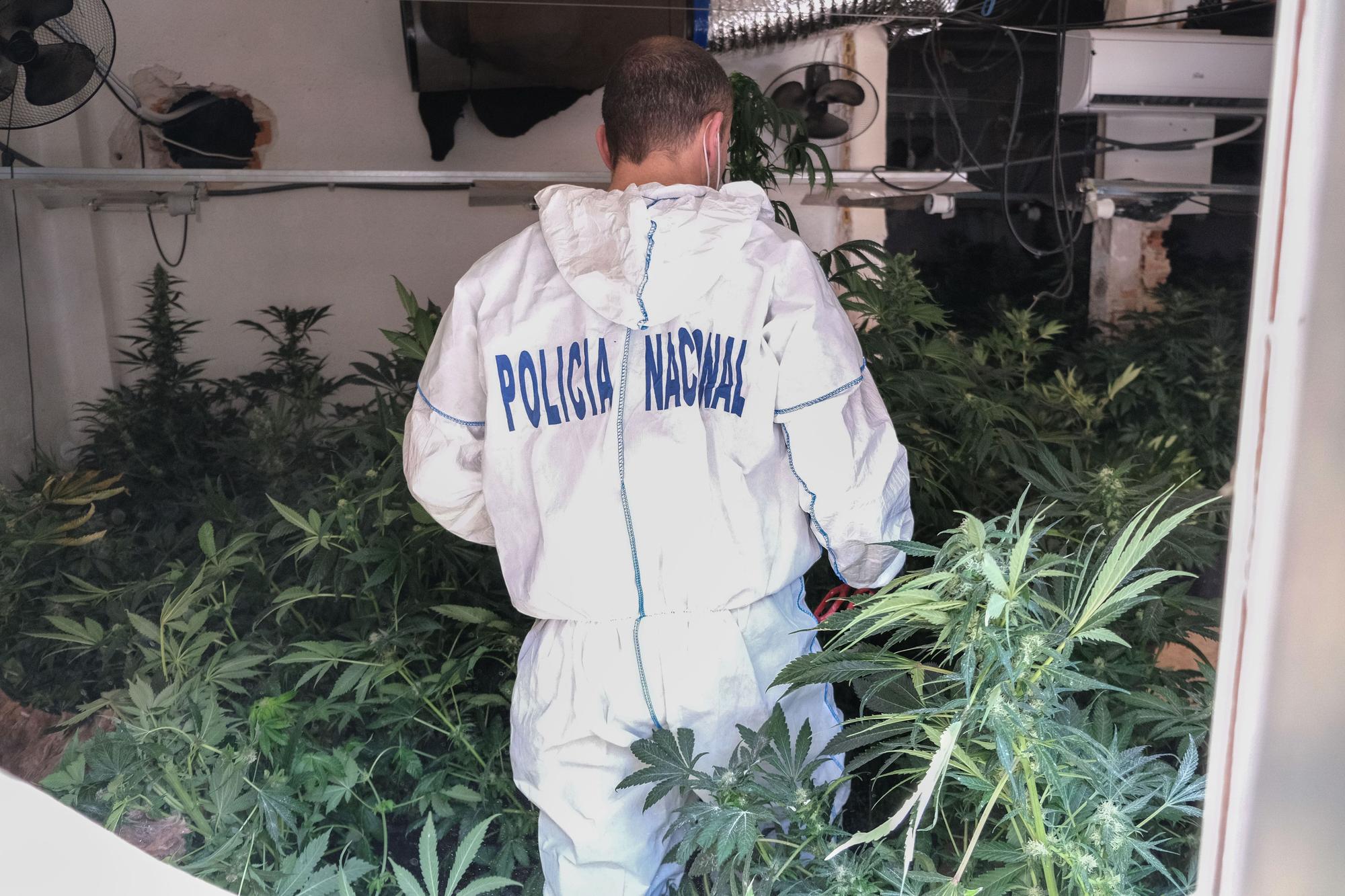 El incendio en una vivienda de Elda permite descubrir una plantación de marihuana