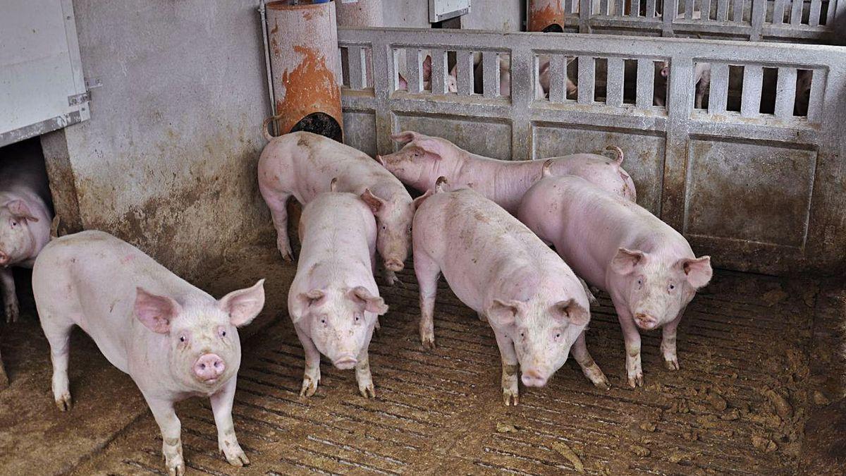 Seis cabezas de porcino en una explotación en Peñarroya de Tastavins. / ÁNGEL DE CASTRO