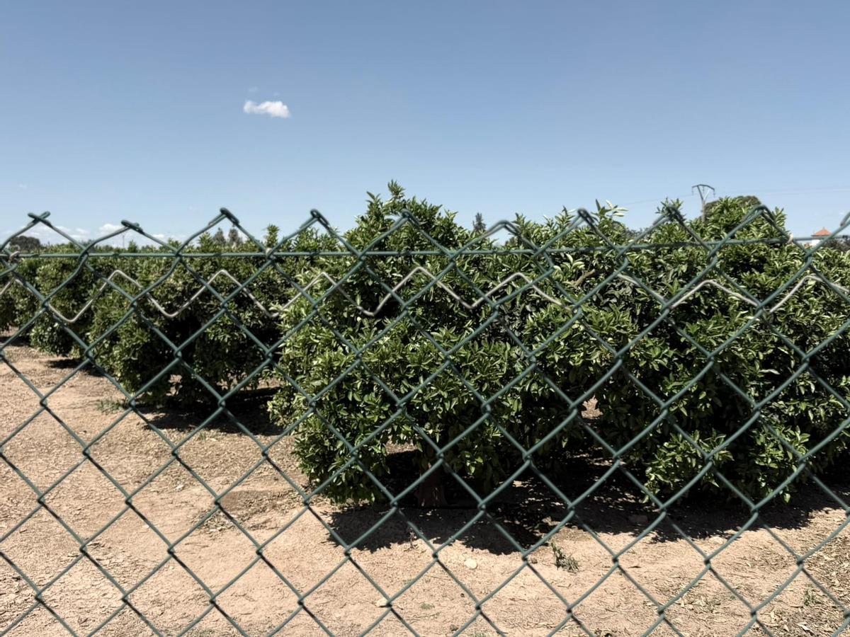 Limonar en el Campo de Cartagena.