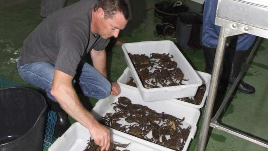 Un operario prepara las capturas de nécora para su subasta en una lonja gallega. / miguel muñiz