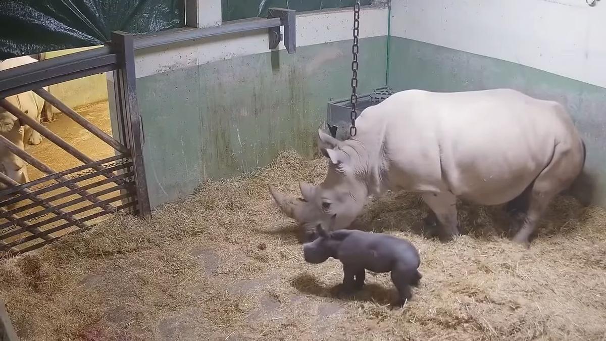 El animal, junto a su madre al poco de nacer