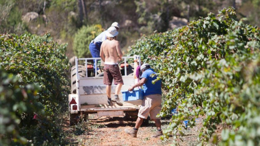 La producción de uva superó las 9.907 toneladas en Baleares