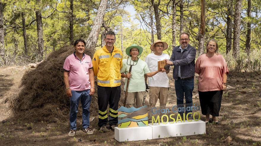 Gran Canaria honra el oficio tradicional de recogida de pinocha por su rol en la prevención de incendios forestales