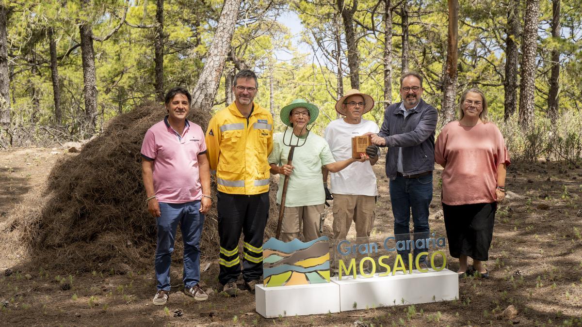 El oficio tradicional de recogida de pinocha, reconocido por el Cabildo por su aportación a la prevención de incendios forestales.